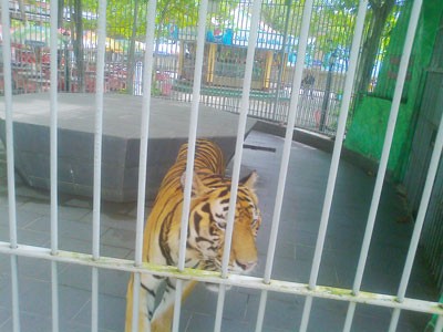 A tiger at the zoo (Photo: A. Quan) A tiger at the zoo (Photo: A. Quan)