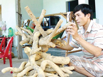 Roots of the cancer curing plant from Hon Heo Jungle (Photo: SGGP) Roots of the cancer curing plant from Hon Heo Jungle (Photo: SGGP)
