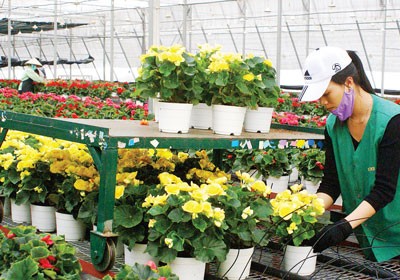 Potted flowers in Dalat Hasfarm Potted flowers in Dalat Hasfarm