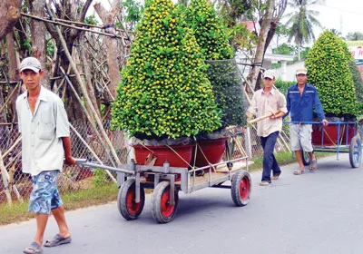 Làng hoa Chợ Lách (Bến Tre) chuẩn bị tắc kiểng cung ứng dịp tết 2013. Ảnh: Huỳnh Lợi Làng hoa Chợ Lách (Bến Tre) chuẩn bị tắc kiểng cung ứng dịp tết 2013. Ảnh: Huỳnh Lợi