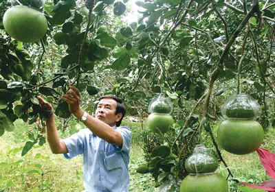CLB Khuyến nông Phú Trí A, xã Phú Tân, huyện Châu Thành (Hậu Giang) chuẩn bị bưởi hồ lô bán trong dịp tết. CLB Khuyến nông Phú Trí A, xã Phú Tân, huyện Châu Thành (Hậu Giang) chuẩn bị bưởi hồ lô bán trong dịp tết.