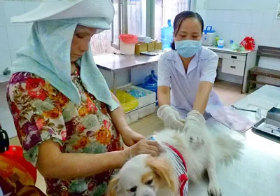 Ngăn nạn chó thả rông