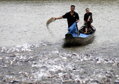 Pangasius farmers feeding fish (Photo: SGGP) Pangasius farmers feeding fish (Photo: SGGP)