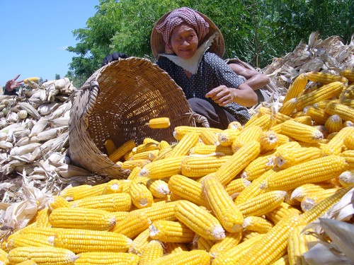 Corn farmers are suffering huge losses from rumors of toxic contamination Corn farmers are suffering huge losses from rumors of toxic contamination