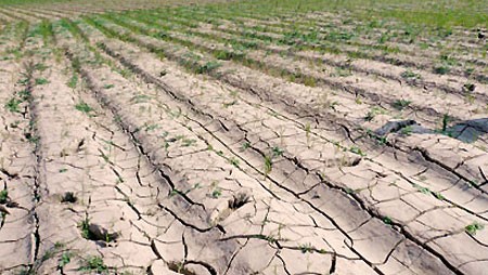 Climate change led to drought conditions in central Vietnam in second half of 2012 (Photo: SGGP) Climate change led to drought conditions in central Vietnam in second half of 2012 (Photo: SGGP)