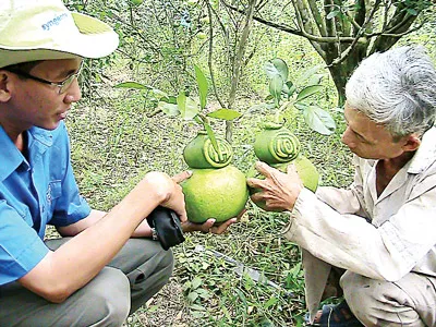 Bưởi Năm Roi được dùng kỹ thuật cho ra trái kiểu bình hồ lô Bưởi Năm Roi được dùng kỹ thuật cho ra trái kiểu bình hồ lô