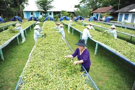 TS Nguyễn Thị Ngọc Trâm cùng công nhân phơi TNHC TS Nguyễn Thị Ngọc Trâm cùng công nhân phơi TNHC