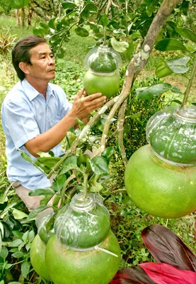 Nông dân huyện Châu Thành, Hậu Giang chăm sóc bưởi hồ lô độc đáo cung ứng thị trường Tết Quý Tỵ. Ảnh: HUỲNH LỢI Nông dân huyện Châu Thành, Hậu Giang chăm sóc bưởi hồ lô độc đáo cung ứng thị trường Tết Quý Tỵ. Ảnh: HUỲNH LỢI