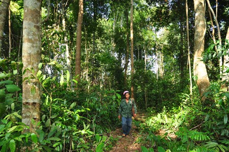 A resident tasked to patrol the forest in Dak Nong Province, in a bid to prevent illegal logging by lumberjacks (Photo: SGGP) A resident tasked to patrol the forest in Dak Nong Province, in a bid to prevent illegal logging by lumberjacks (Photo: SGGP)