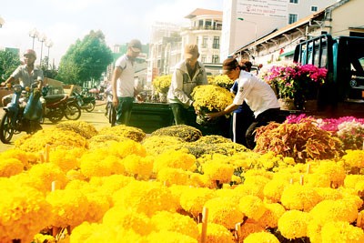 Ornamental flowers flood Can Tho City ahead of Tet festive season (Photo: SGGP) Ornamental flowers flood Can Tho City ahead of Tet festive season (Photo: SGGP)