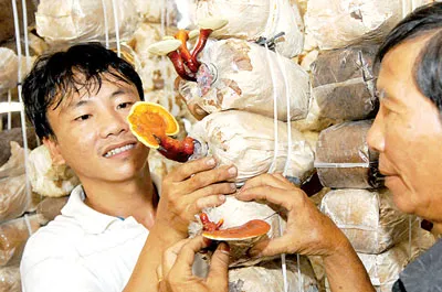 Trồng nấm Linh chi đỏ tại cơ sở Ba Chánh, quận 2. Trồng nấm Linh chi đỏ tại cơ sở Ba Chánh, quận 2.