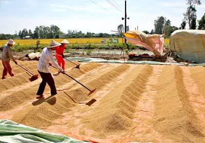 ĐBSCL: Xuống giống hơn 300.000ha lúa hè thu