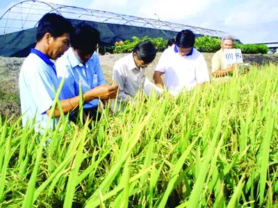 Khuyến cáo nông dân chọn giống lúa - Lúng túng…
