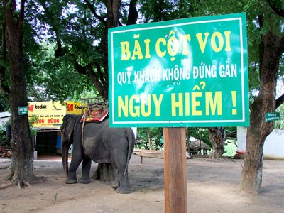 Captive bred elephants are being used for tourism activities (Photo: SGGP) Captive bred elephants are being used for tourism activities (Photo: SGGP)
