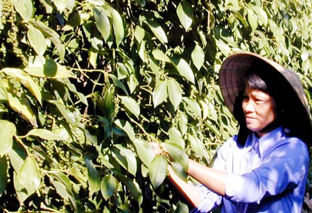 A farmer harvests pepper in Phu Quoc Island in the Mekong Delta province of Kien Giang (Photo: SGGP) A farmer harvests pepper in Phu Quoc Island in the Mekong Delta province of Kien Giang (Photo: SGGP)