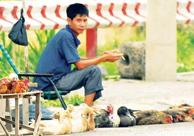 Live chickens being sold at entry gates of HCMC (Photo: SGGP) Live chickens being sold at entry gates of HCMC (Photo: SGGP)