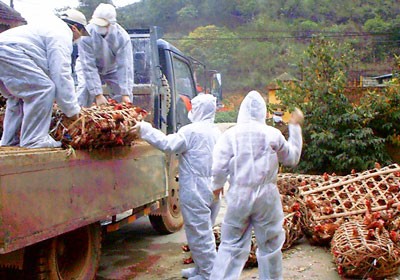 Veterinary workers transport illicit chickens to destroy in Lang Son Province (Photo: SGGP) Veterinary workers transport illicit chickens to destroy in Lang Son Province (Photo: SGGP)