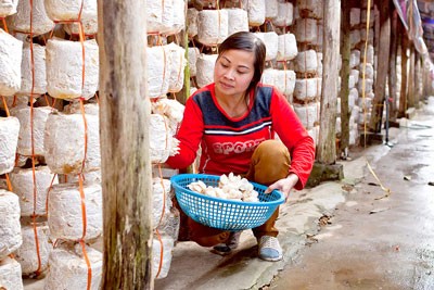 Nui Phao Company send experts to train local people a new job: growing mushrooms for sale (Photo: SGGP) Nui Phao Company send experts to train local people a new job: growing mushrooms for sale (Photo: SGGP)