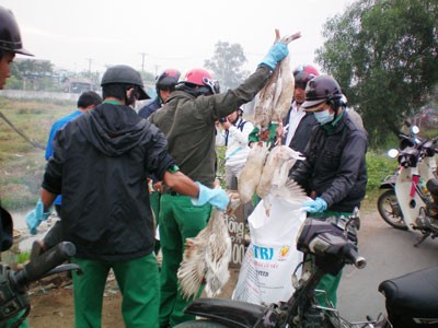 Vets in HCMC's Binh Chanh District seize smuggled poultry (Photo : SGGP) Vets in HCMC's Binh Chanh District seize smuggled poultry (Photo : SGGP)