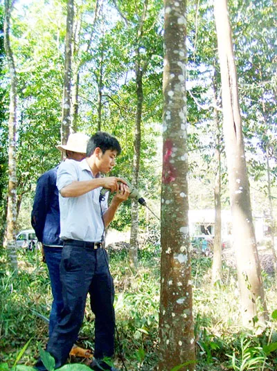 Trồng dó bầu tạo trầm: Coi chừng “tiền mất, tật mang”