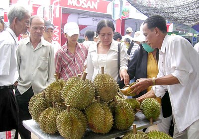 Durian farmers in Cho Lach District earn VND500-600 million per hectare Durian farmers in Cho Lach District earn VND500-600 million per hectare