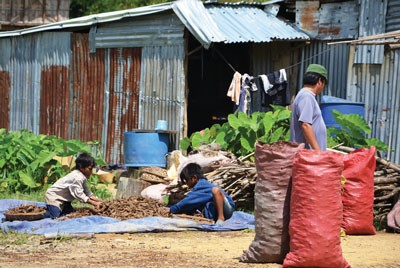 Residents in Kon Pne Commune collect T’rung leaves to sell to traders (Photo: SGGP) Residents in Kon Pne Commune collect T’rung leaves to sell to traders (Photo: SGGP)