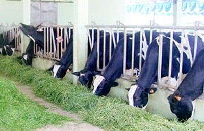 A dairy farm in Duc Trong District in the Central Highland province of Lam Dong (Photo: SGGP) A dairy farm in Duc Trong District in the Central Highland province of Lam Dong (Photo: SGGP)