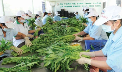 Xuất khẩu rau quả với mục tiêu 1 tỷ USD