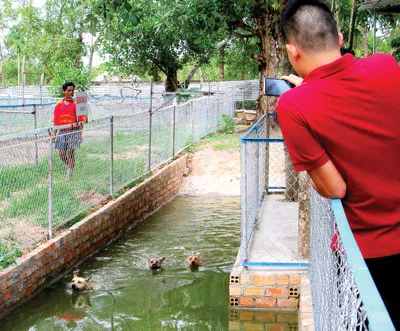 Chó đua đang bơi về đích. Ảnh: THỐNG NHẤT Chó đua đang bơi về đích. Ảnh: THỐNG NHẤT