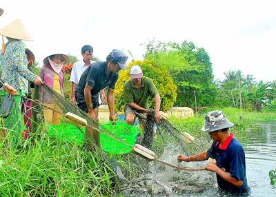 Người dân U Minh Hạ khai thác cá đồng. Ảnh: XUÂN HẠ Người dân U Minh Hạ khai thác cá đồng. Ảnh: XUÂN HẠ