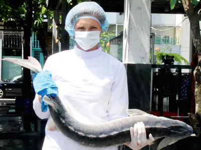 Bất ngờ cá tầm Việt