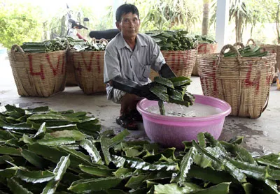 Ồ ạt trồng thanh long, Nông dân làm liều?!