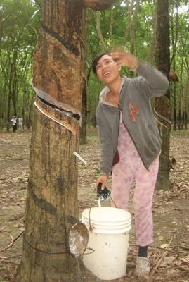 Khởi đầu lập nghiệp từ nghề cạo mủ cao su. Khởi đầu lập nghiệp từ nghề cạo mủ cao su.