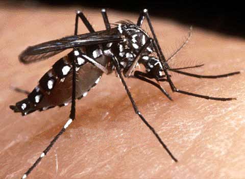 Dengue virus is primarily transmitted by Aedes mosquitoes