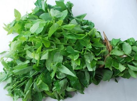 Rau Ngot, a popular vegetable in Vietnam is unsafe for health because of high levels of pesticide residues Rau Ngot, a popular vegetable in Vietnam is unsafe for health because of high levels of pesticide residues