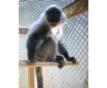A silver langur (Photo: WAR)
