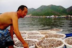 The file photo shows a fisherman collecting ca com Anchovies) for producing fish sauce in Phu Quoc Island District, Kien Giang Province.