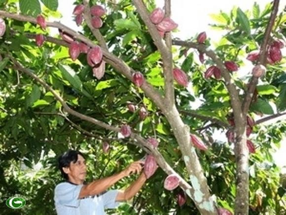 Cocoa tree planted in Ben Tre Province Cocoa tree planted in Ben Tre Province