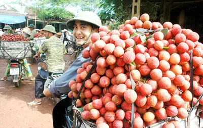 Vựa vải thiều miền Bắc: Thương lái Trung Quốc vẫn hoạt động “chui”