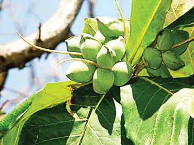 Quả bàng vuông