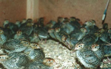 Bird flu occurs in quails in Tien Giang Province in Mekong delta (Photo: Chinhphu.vn)
