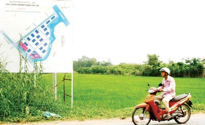 Farmers are currently growing paddy on land meant for Song Hau Industrial Park,(Photo: SGGP) Farmers are currently growing paddy on land meant for Song Hau Industrial Park,(Photo: SGGP)