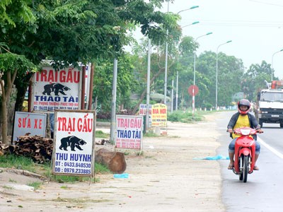 Signboards of bear farms in a street in Phung Thuong Village.(Photo: SGGP) Signboards of bear farms in a street in Phung Thuong Village.(Photo: SGGP)