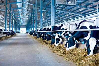 Hiện nay Vinamilk đang có 5 trang trại chăn nuôi bò sữa với trình độ công nghệ chăn nuôi công nghiệp hiện đại nhằm chủ động và nâng cao chất lượng nguồn sữa tươi nguyên liệu. Hiện nay Vinamilk đang có 5 trang trại chăn nuôi bò sữa với trình độ công nghệ chăn nuôi công nghiệp hiện đại nhằm chủ động và nâng cao chất lượng nguồn sữa tươi nguyên liệu.