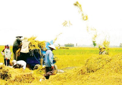 Farmers harvest rice in the Mekong Delta. (Photo: SGGP) Farmers harvest rice in the Mekong Delta. (Photo: SGGP)