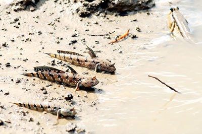Gobies Gobies