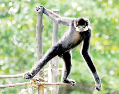 The yellow-cheeked gibbon The yellow-cheeked gibbon