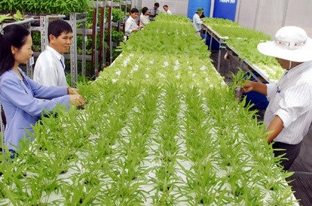 Hydroponic vegetable production in HCM City-based Agriculture Hi-tech Park. Application of VietGap standards in fruit and vegetable production has brought higher profits for farmers compared to normal production methods, experts have said. Hydroponic vegetable production in HCM City-based Agriculture Hi-tech Park. Application of VietGap standards in fruit and vegetable production has brought higher profits for farmers compared to normal production methods, experts have said.