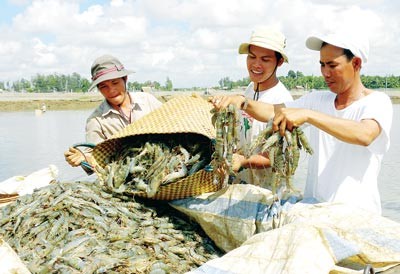 Shrimp supply recovers with diseases under control. (Photo: SGGP) Shrimp supply recovers with diseases under control. (Photo: SGGP)