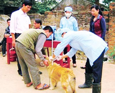 Local authority should enhance vaccination campaign on dogs to curb rabies (Photo: SGGP) Local authority should enhance vaccination campaign on dogs to curb rabies (Photo: SGGP)